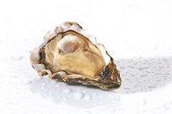 Oysters Bouzigues (Mediterranean) medium size N3x48