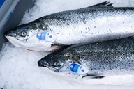 Salmon Scottish 6-7 KG whole*