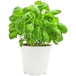 Basil Organic in Pot