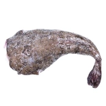 Monkfish tails fish 2-4KG