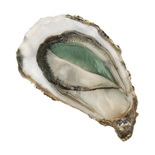 Oysters from Claires Marennes Oleron N2 x24