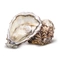 Oysters rock maldon X24