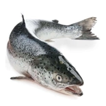 Salmon Scottish fish 5-6 KG whole