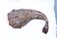 Monkfish tails 2-4KG*