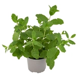 Mint Organic in Pot
