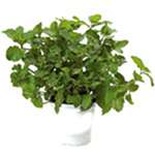Mint Organic in pot*
