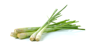 Fresh Lemongrass Thailande 50g