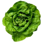 Lettuce Each