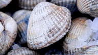 Cockles live in shell* 1kg