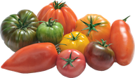 HERITAGE TOMATO PRINCE DE BRETAGNE FRANCE 3.5KG 3.5g
