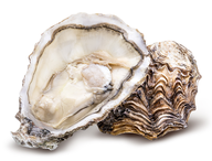 Oysters rock maldon each