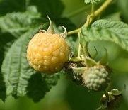 Yellow Raspberry France 100g