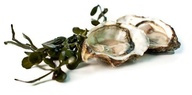 Oysters Cancale (Brittany) medium size N3x48