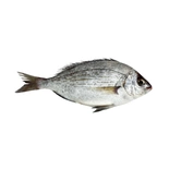 Whole Grey Bream 500g