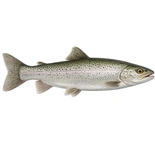 Whole Trout 280g