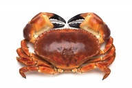 Live brown crab* 1kg