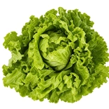 Batavia Salad Each