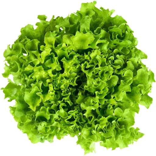 Batavia salad*