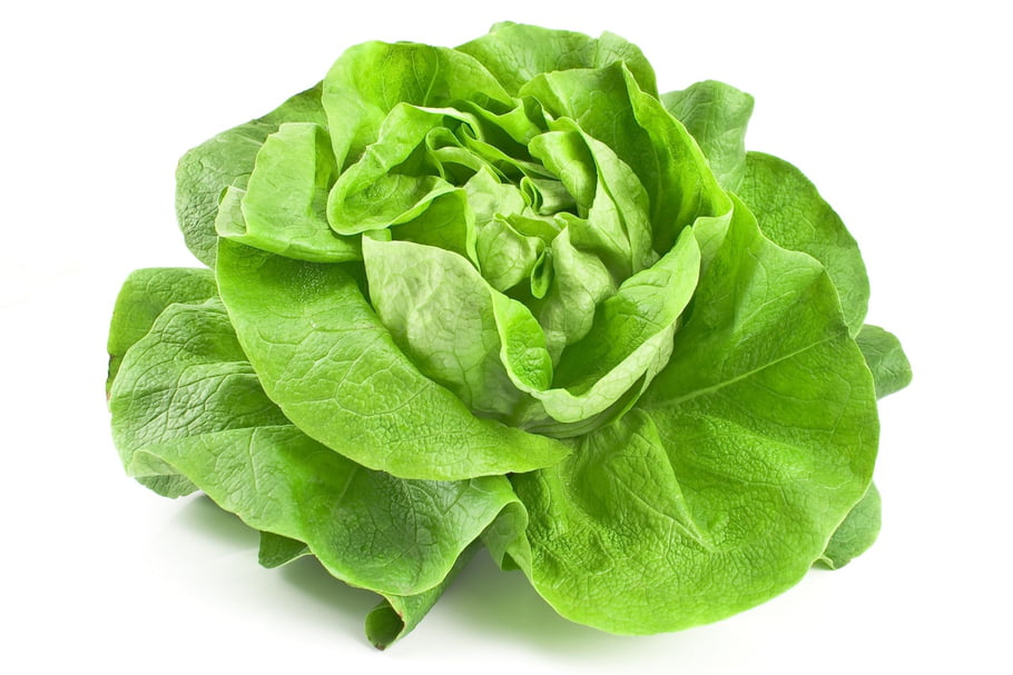Lettuce Salad X6 100g