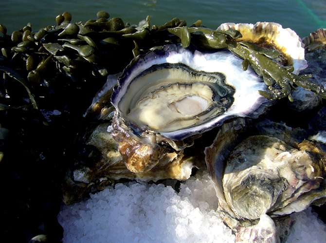 Oysters Belon (Brittany) medium size N1x25