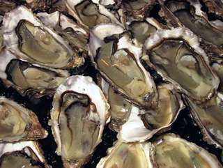Oysters from Claires Marennes Oleron N2