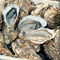 Oysters “Lacave” (Normandie) Specials, medium size N3x60