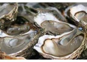 Oysters “St Vaast” (Normandie) medium size N3x48