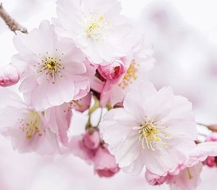 Sakura Jam Japan 100g