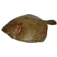 Wholet Turbot fish* 1.5kg